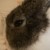 Profile picture of Chata