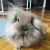 Profile picture of RockyBunboa