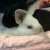 Profile picture of Wiggles+Apollo