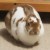 Profile picture of Soap