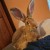 Profile picture of FlemishGiantRabbitMom