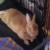 Profile picture of BunjaminBunny