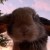 Profile picture of SarahTobyTeddy!
