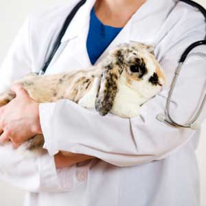 bunny vet care