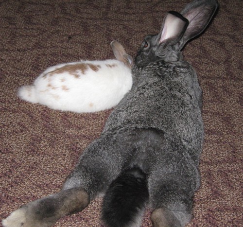 Где сейчас кролики. Кролик континентальный гигант. Конти кролик гигантский. Гигантская крольчиха. Континентальный кролик Конти.
