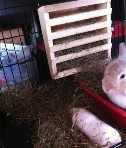 Mini Hay Bale - TIMOTHY (1st Cut) – BinkyBunny.com House Rabbit Store