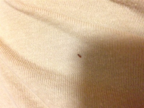 HELP!!! Bugs/Flies in Hay **Pictures Included** | BinkyBunny