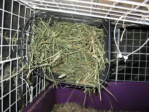 Your hay routine from box bag to rack. BinkyBunny