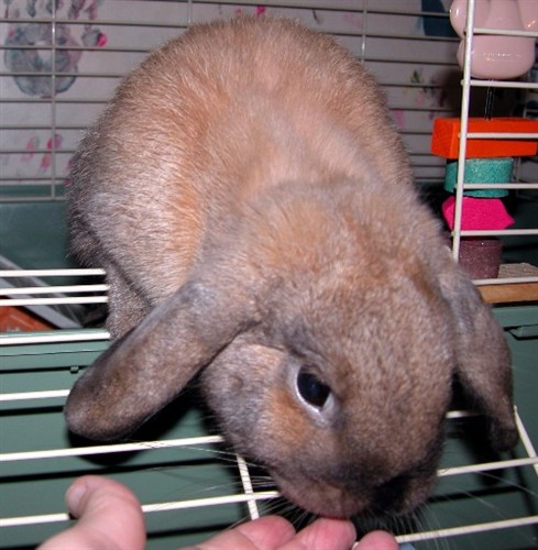 Holland Lop Size Chart