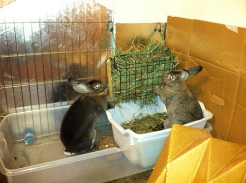 rabbit litter box setup