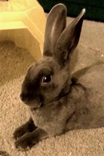Unspayed top female rabbit