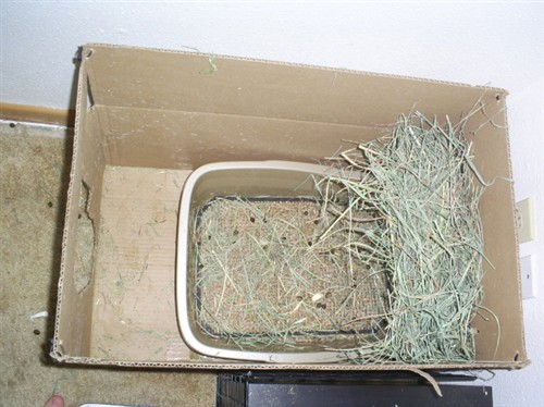Image result for site:binkybunny.com litterbox cardboard box