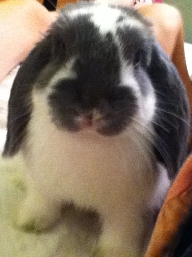 mini rex holland lop mix