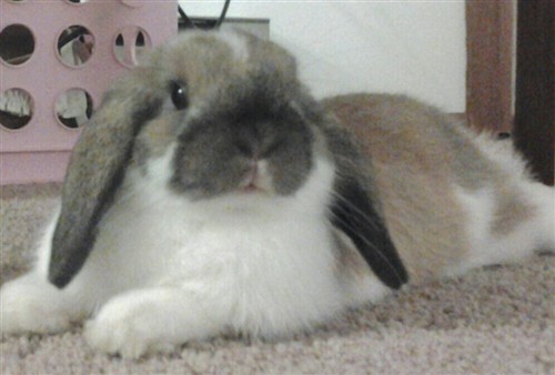 new to bunnies - 6 month female Holland Lop | BinkyBunny