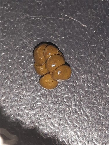 Help - is this a cecotrope *warning poop image* | BinkyBunny