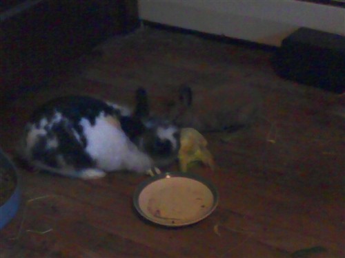 New Smelly Bun Binkybunny