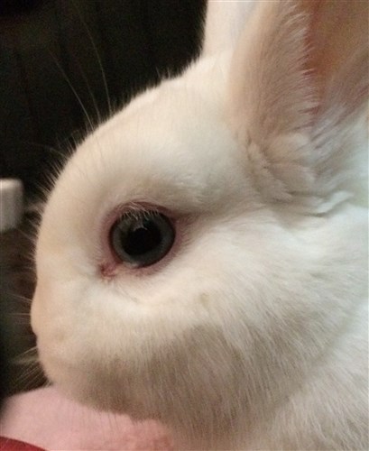 Baby bunny has dry fur near eyes - need help identifying the issue : r/ Rabbits
