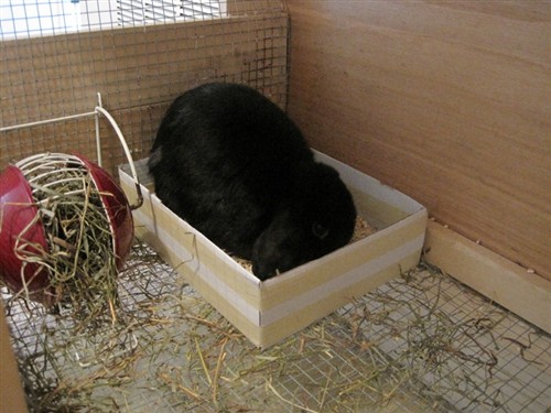 how to keep rabbit from chewing on plastic litter box