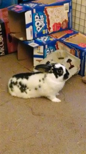 Rabbit Pressing Stomach to the Floor 