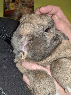 Rabbit With Shope Papilloma Virus