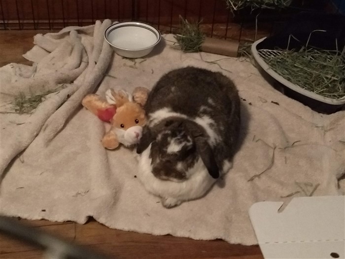 Diarrhea In Spayed Bunny Binkybunny