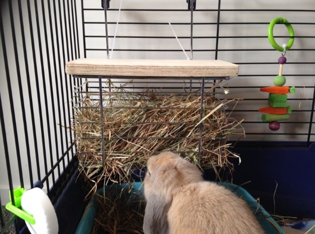 Word of warning - don't use trixie hanging ball dispenser for hay
