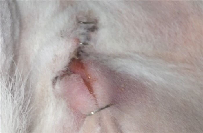 Infected 2024 spay wound