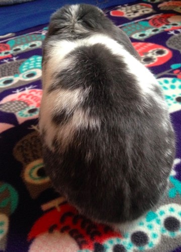 Primeline rabbit hot sale feed
