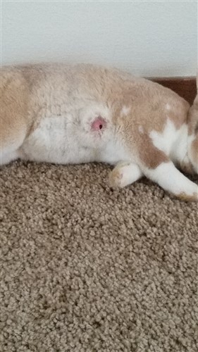 Lump On Side Of Bunny Binkybunny