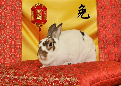 Year Of The Ringo Rabbit Binkybunny