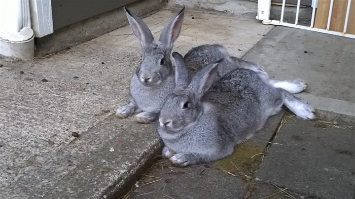 Two sister rabbits humping eachother 