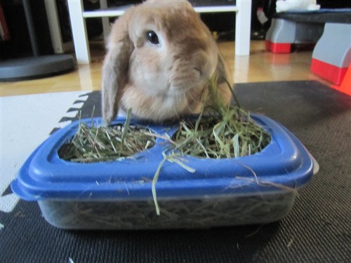 hay container for rabbits