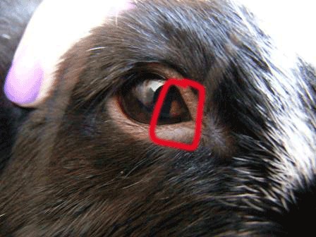 The appearance of rabbit eyes treated with 50 µL of (a) BS (n = 3) and