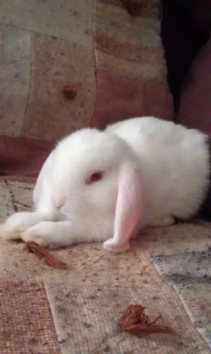 Albino discount mini lop