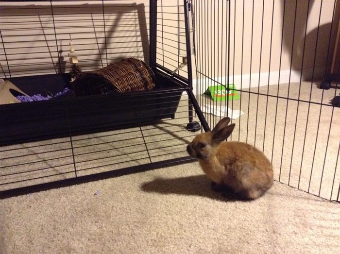oxbow rabbit cage