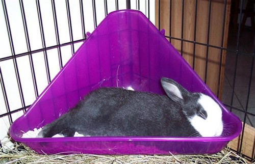 why does my rabbit lay in his litter box