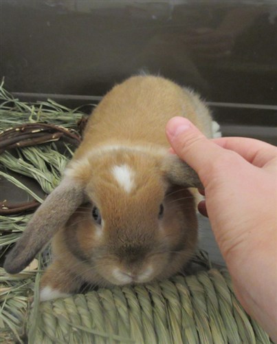 First time rabbit owner here. I just adopted this sweet girl last week. She  only has spaying under medical records. When should she have her first vet  visit? (She's 7m.o. for reference). 