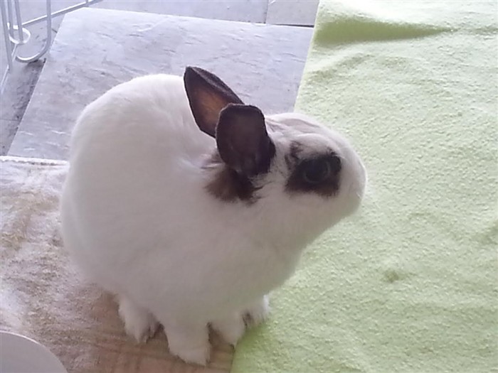 hay racks BinkyBunny