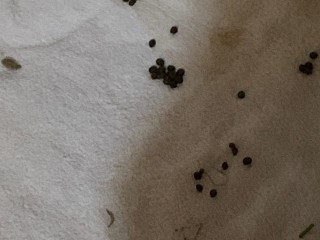 frank poop