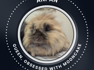 Anpan