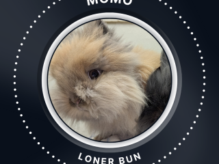 Momo