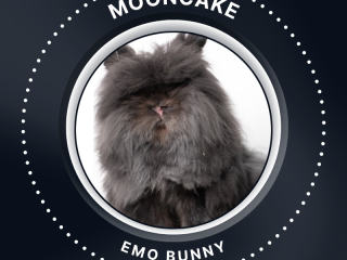 Mooncake (2)