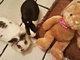 bunnies