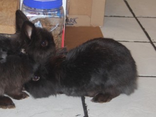 ragnar and morrigan