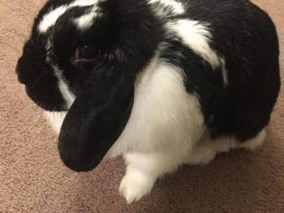 cookie