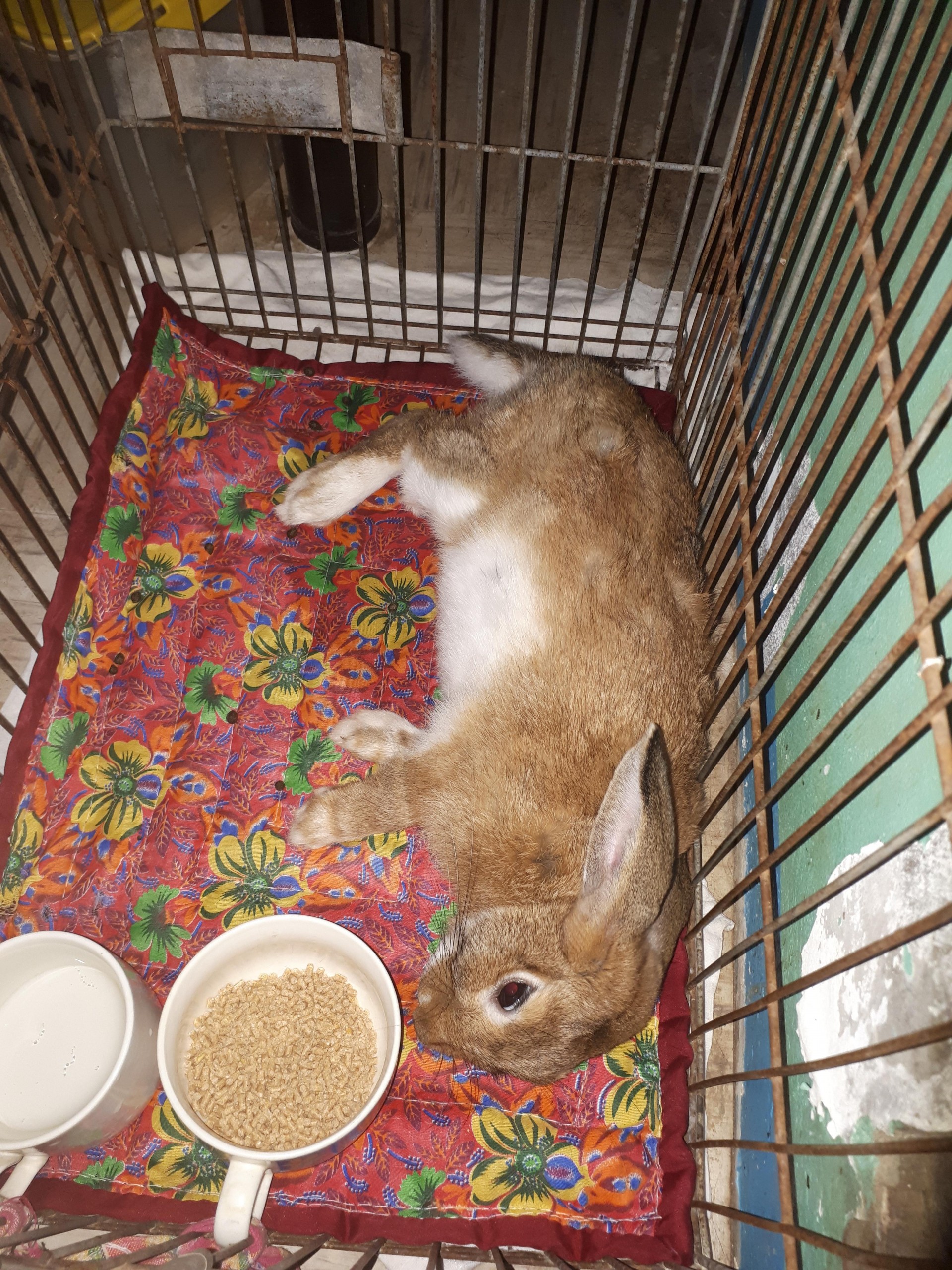 Hi to all my bunny is way better now.. he could able to used his backlegs into normal...