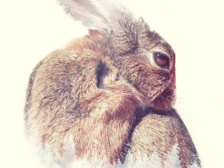 Cozy rabbit3833_rectangle
