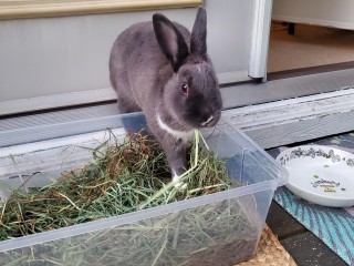 Dorian eating hay