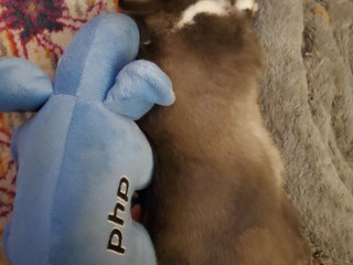 bunny snuggling with his elephant