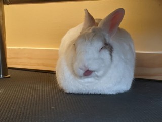 Elmer loaf1